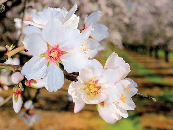 ALMOND BLOSSOMS5 2-16-15 LT