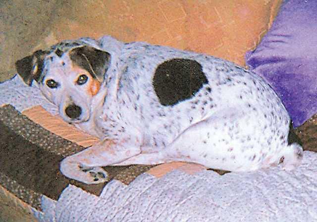 Pet Attacker Still On Prowl Manteca Bulletin