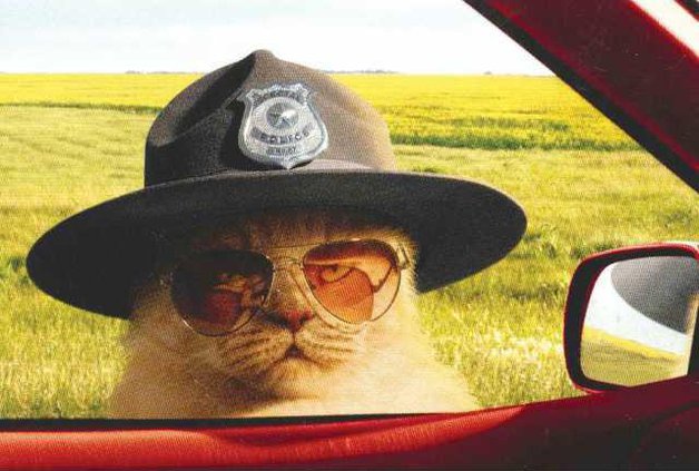 TEICHEIRA-Cat-cop-4-3-LT