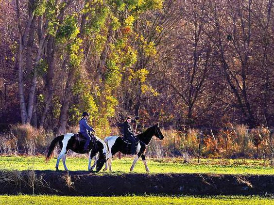 WILDART HORSES1-1-8-12