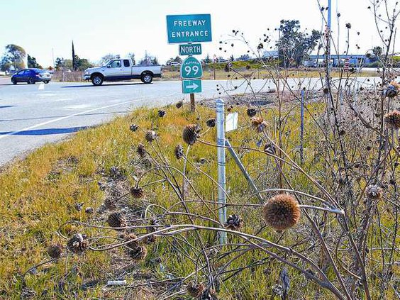 lathrop-road-weeds