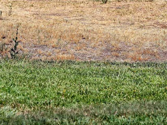 lawn story 5