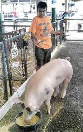 pic agfest-pig-kid-LT