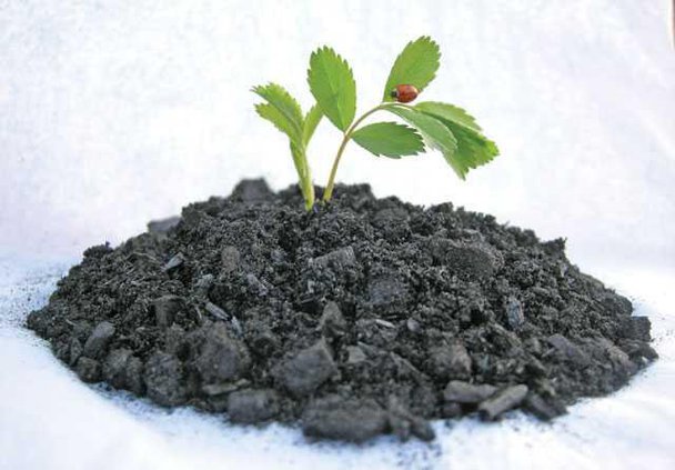 www-biochar-LT