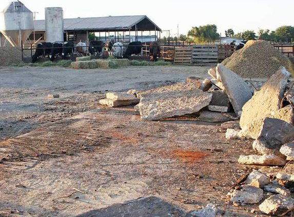 DAIRY top  photo 3