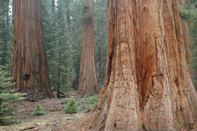 Giant Sequoias Big Trees Trail