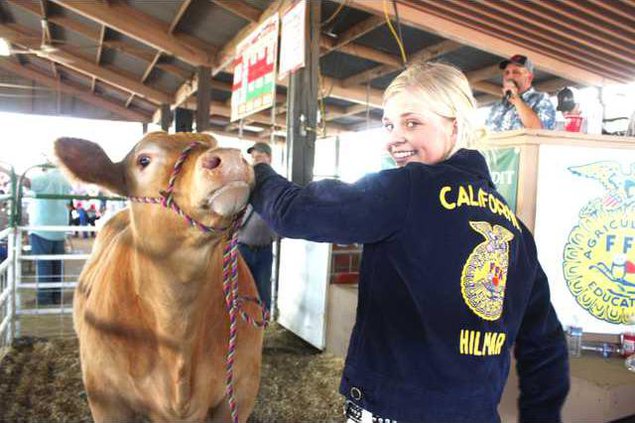 Hilmar livestock pic