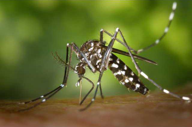 Zika mosquito pic