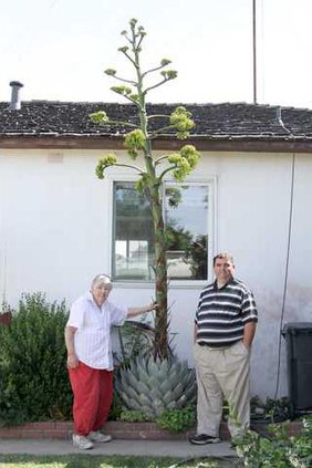 cactus lady