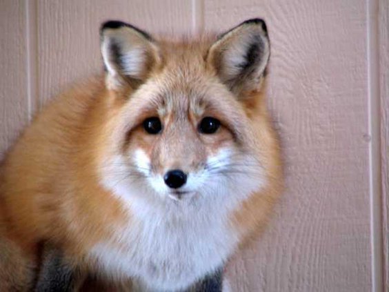 fox