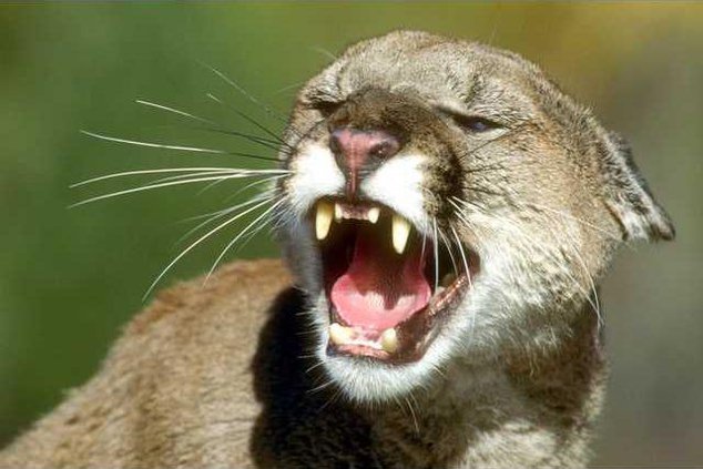 mountain lion pic