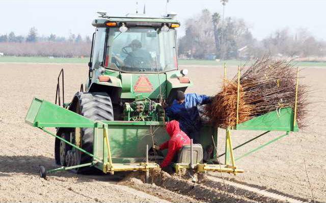 planting almonds