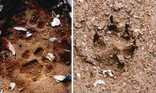 Mountain Lion Could Be Hunting In The Area Turlock Journal