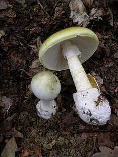 Amanita phalloides 1