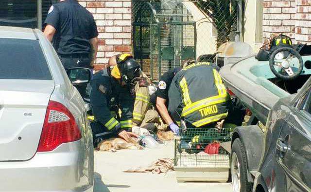 dog rescue from fire