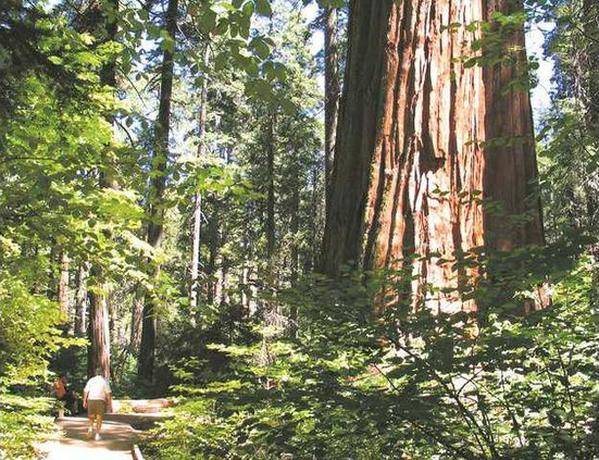 CalaverasBigTrees1