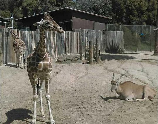 pic oakland zoo 1