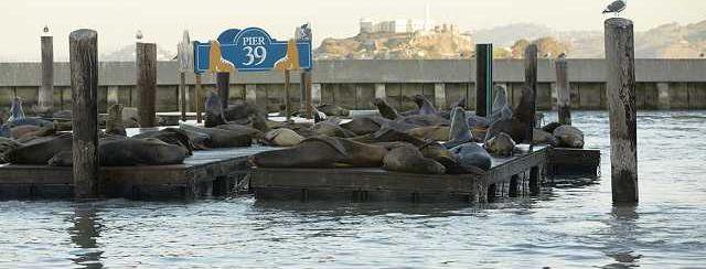 Sea Lions 4 1170x550