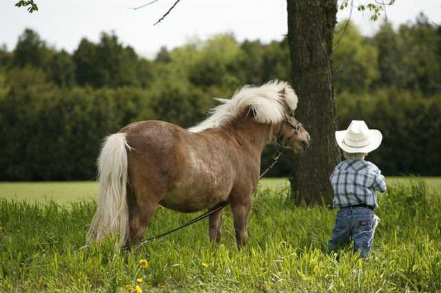 HORSE AND KID