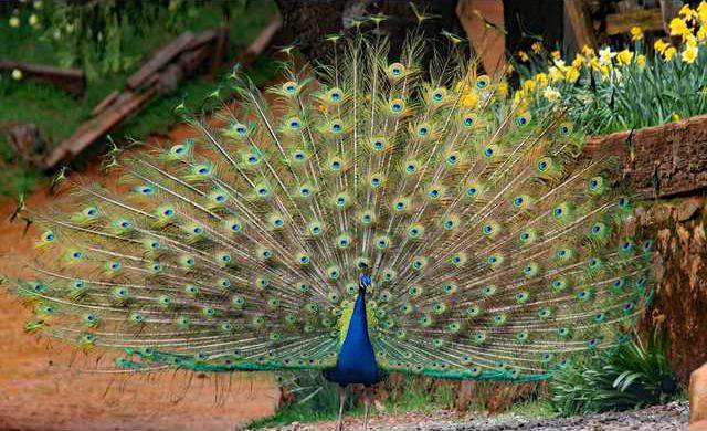 BulletinDaffodilHill 1 IMG 0574.jpg 1