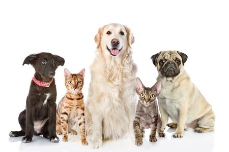 HOUSEHOLD PETS - Manteca Bulletin