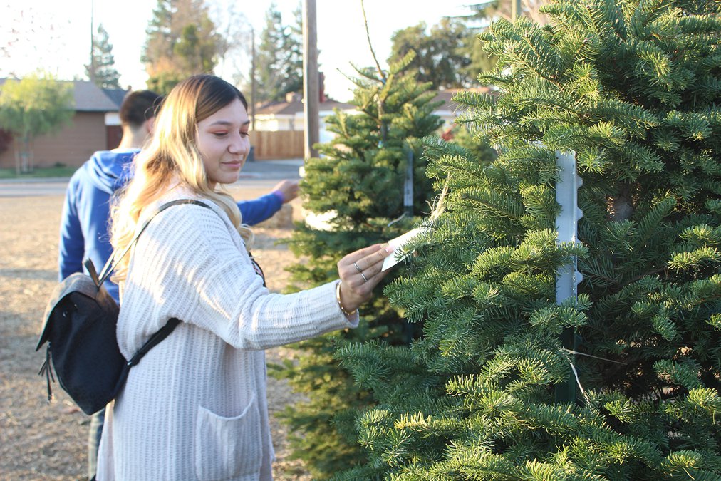 Turlock Christmas tree lots feeling effects of shrinking industry