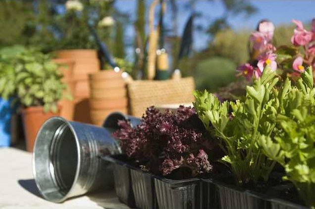 Plants pix