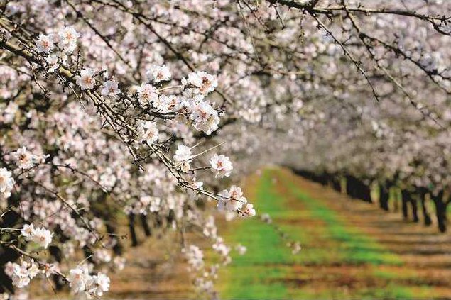 ALMOND BLOSSOMS9 2-16-15 LT