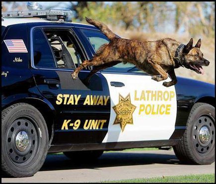 lathropo police K9e.jpg