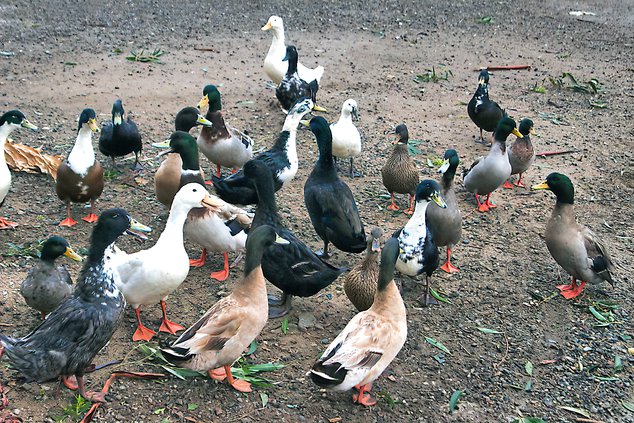 Ducks.jpg