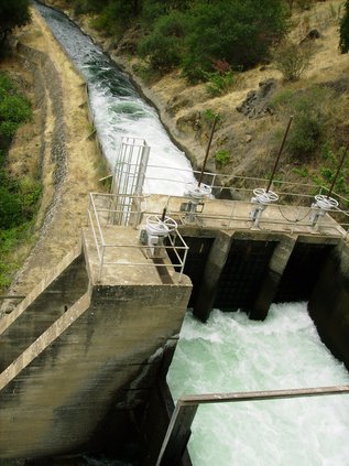 SSJID water leaves Goodwin.JPG