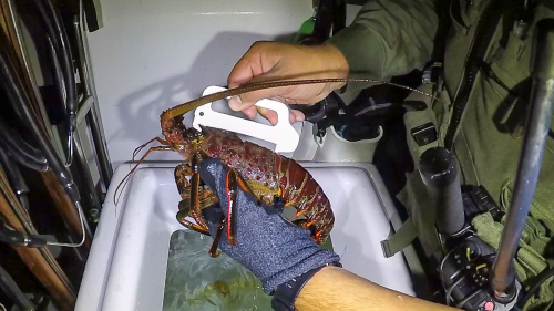 Spiny Lobster