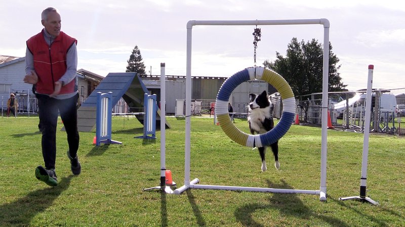 dog agility trials 2