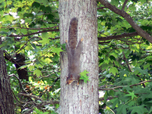 Gray Squirrel