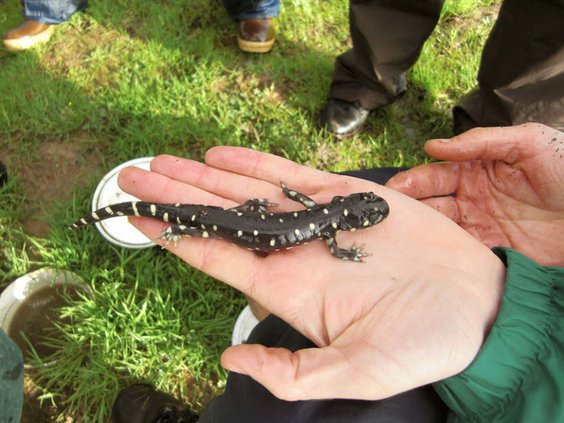 SALAMANDER