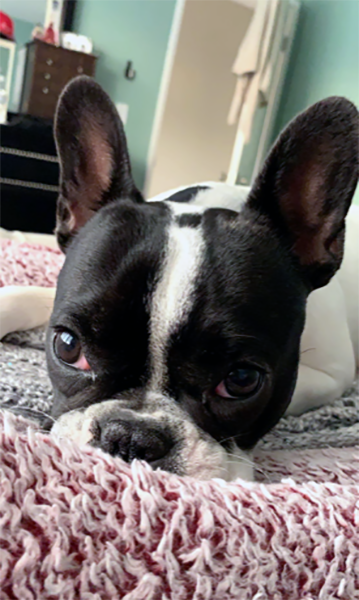 Stolen dog 2