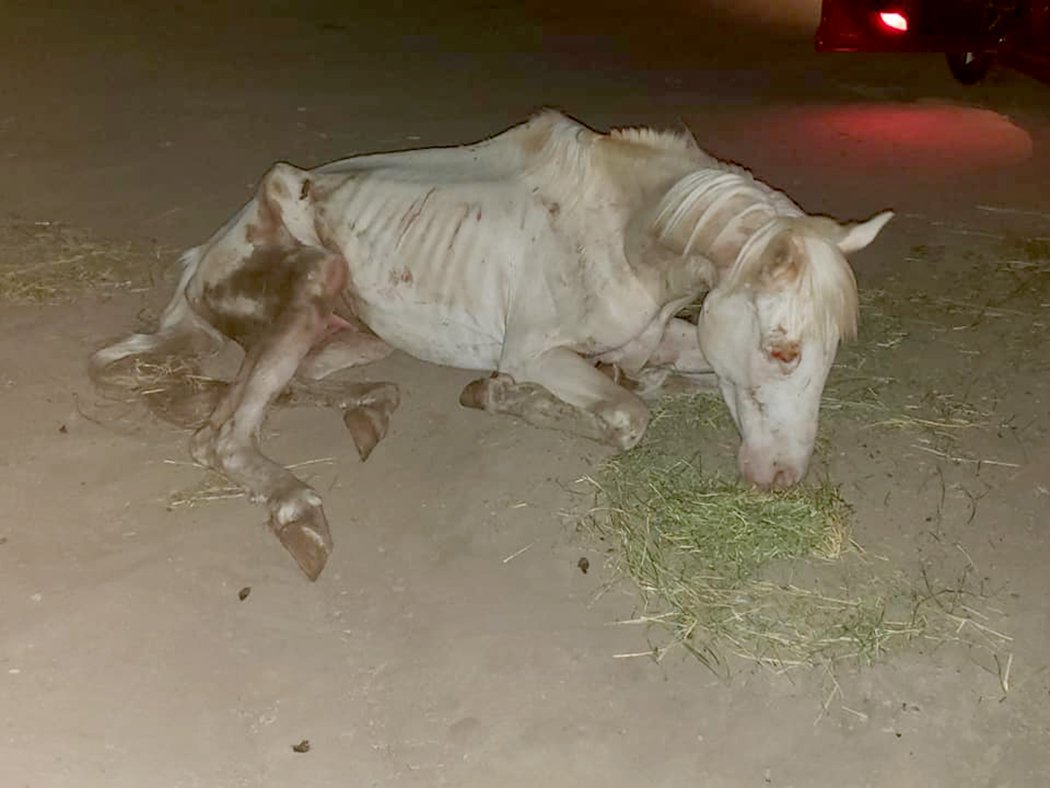 RIVER’S RESCUE Community members rescue abandoned horse Turlock Journal