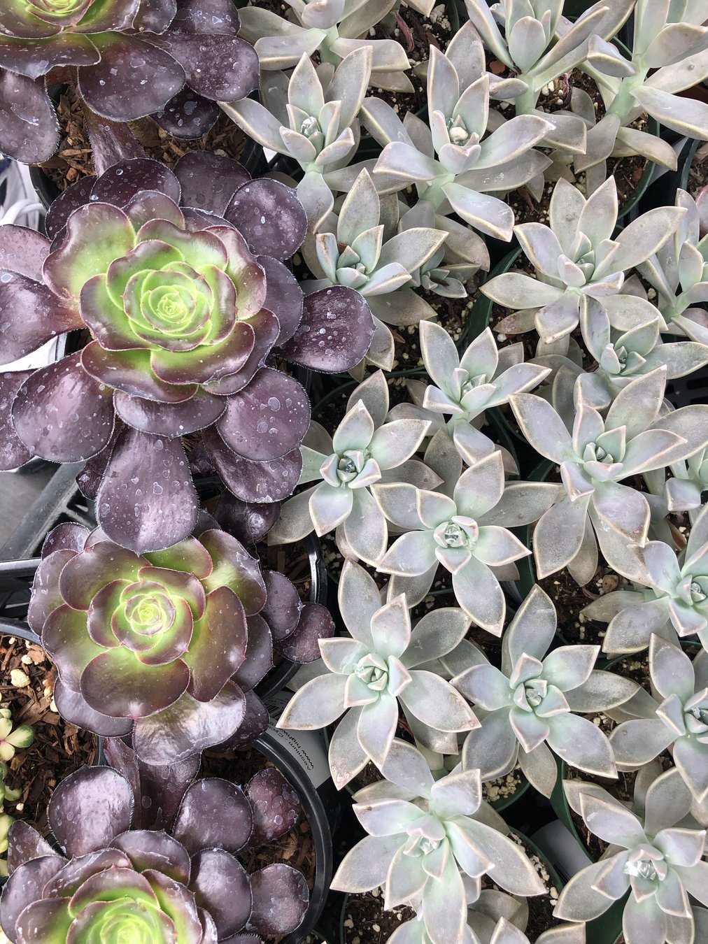 Aquaponics farm half moon bay 
