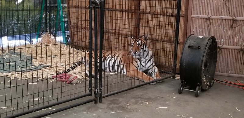 Fair tiger in cage pic