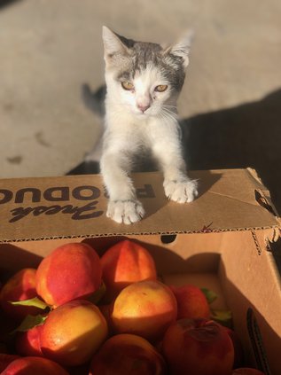 peaches cat