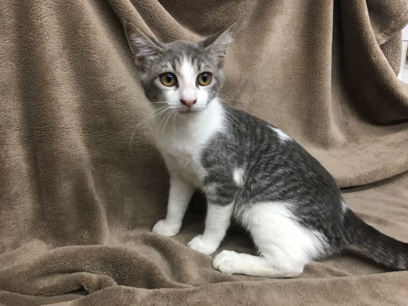 Vouchers Offered At Petco, Oakdale Feed And Seed Oakdale Leader