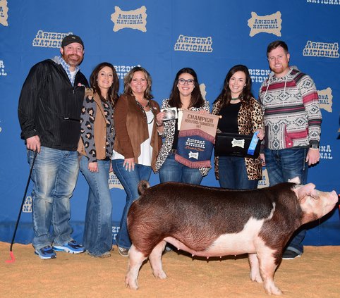 pig1