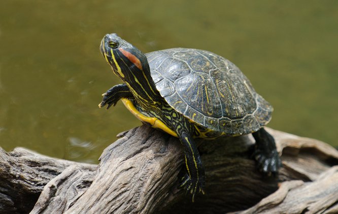 Red Eared Slider Turtle