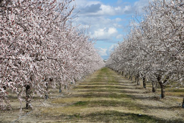wyatt almonds