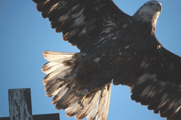 eagle