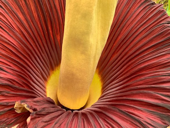 flower 2
