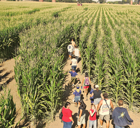 corn maze