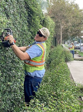 Shrubbery Shape-Up