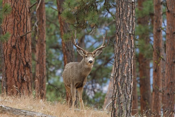 CERVID DEER PIX
