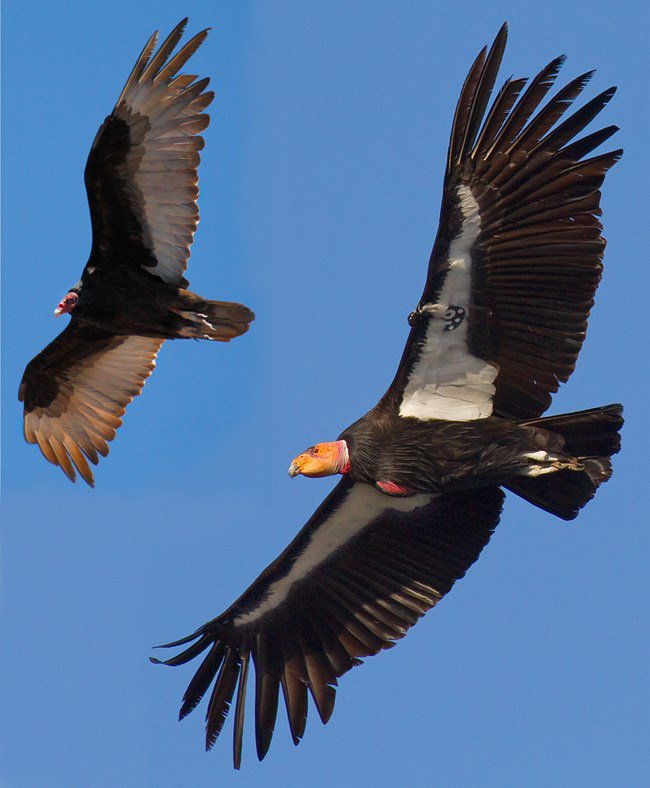 Pinnacles Serve As Habitat For The California Condor Escalon Times Pinnacles Serve As Habitat For The California Condor Escalon Times